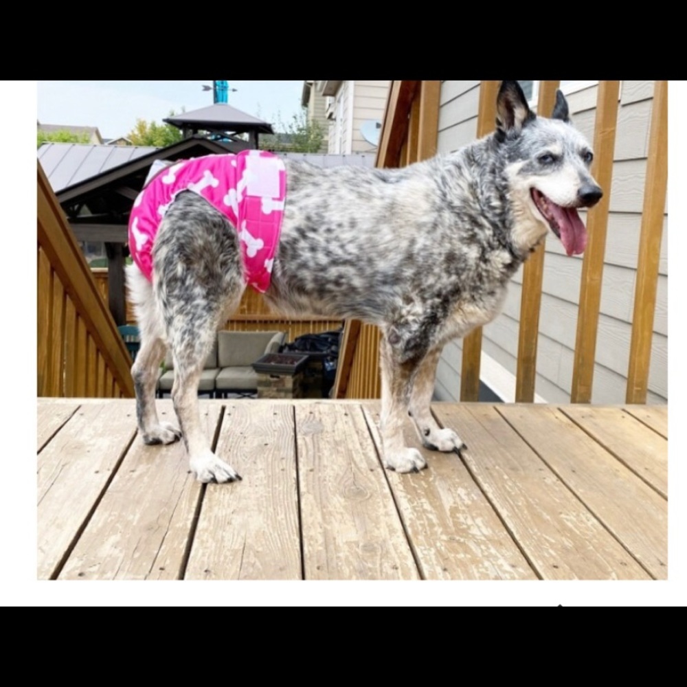 Female Dog Reusable Diapers - 3 pak